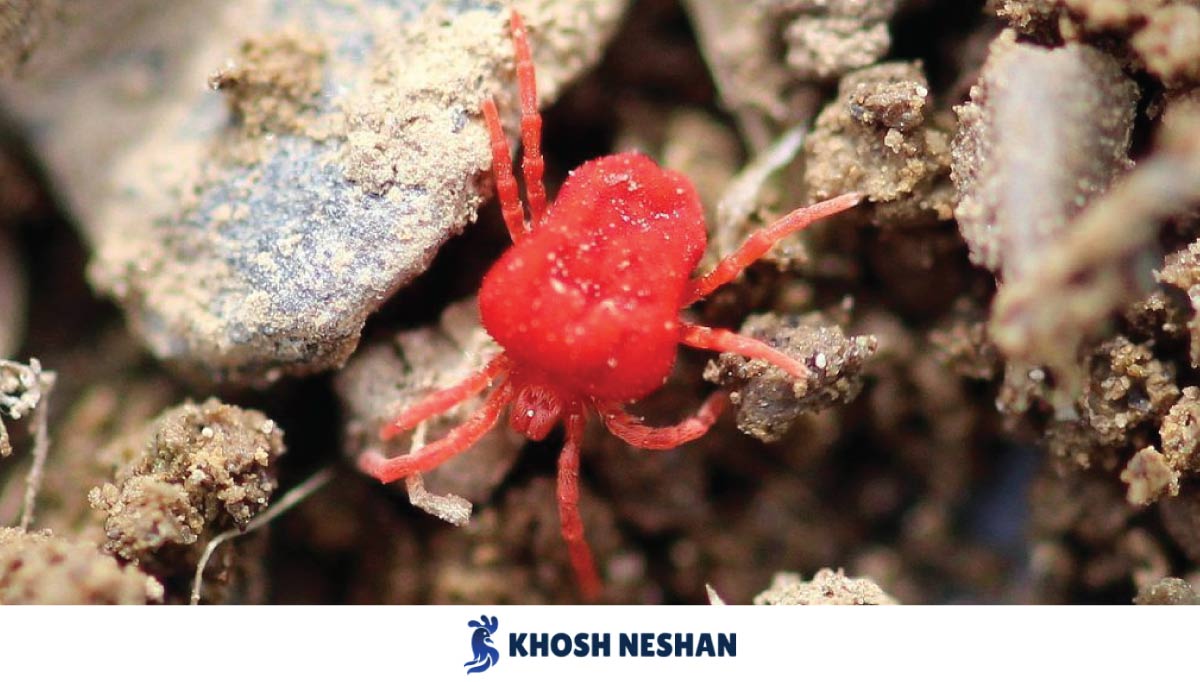 معضل شپشک یا رد مایت (Red Mite) در طیور و راه های درمان قطعی | بازرگانی خوش نشان