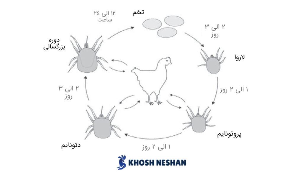 سیکل زندگی شپشک یا ردمایت به طور تصویری | بازرگانی خوش نشان طیور